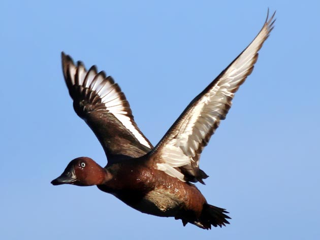 El Filtro Verde del Tancat de Milia de LAlbufera valenciana concentra cuatro especies de aves en peligro de extinción