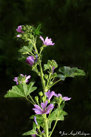 Malva sylvestris en la Sierra de Baza