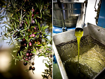 El alperujo compostado recupera los suelos de mina