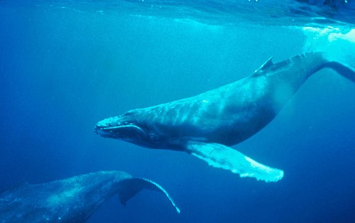 El Centro de Biodiversidad de Euskadi inaugura la exposición los sonidos del mar: el canto de las ballenas