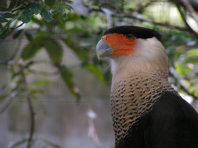 Venezuela. Un cambio de ambiente troncó el destino del gavilán Cari-Care