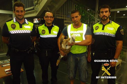 Rescatan un buitre de la cornisa de un edificio de Oropesa (Castellón)