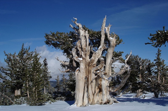 Estados Unidos protege en el anonimato al árbol más longevo del mundo