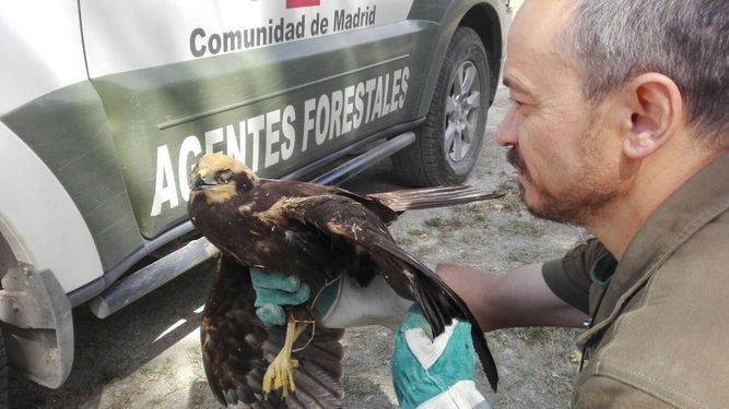 Rescatan a un ejemplar herido de aguilucho lagunero en el Embalse de Santillana y lo trasladan para su recuperación