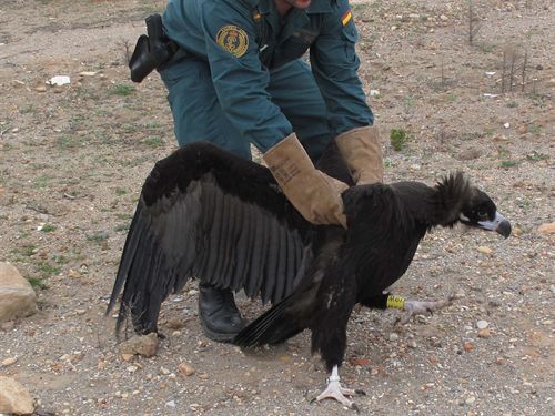 Recuperado un ejemplar de buitre negro impedido para el vuelo que fue hallado en la depuradora de El Bobar (Almería)
