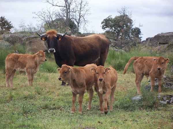 Castilla y León fomenta de las razas autóctonas