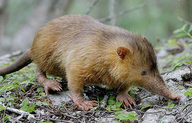 Buscan cubanos especie que se creía extinta