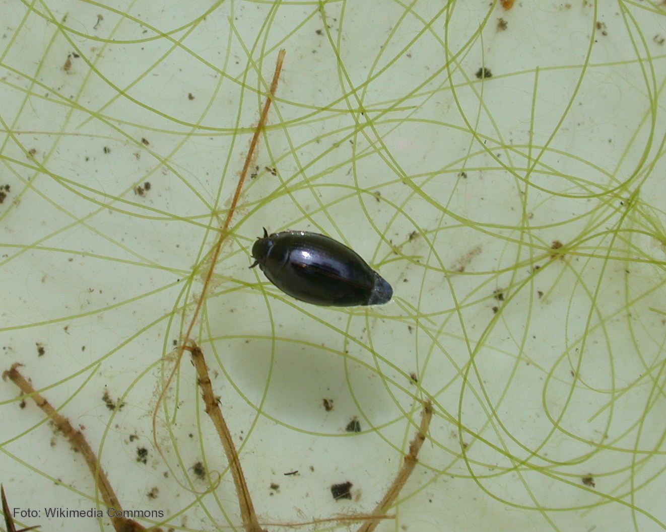 La Universidad de León identifica 10 géneros y 20 especies de escarabajos no citados en Costa Rica