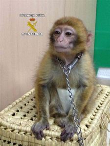 Retenido en el puerto de Málaga un mono en peligro de extinción