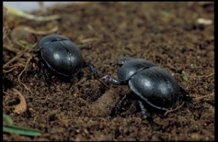 Descubren el origen antiguo de uno de los grupos de insectos ibéricos con mayor tasa de endemicidad