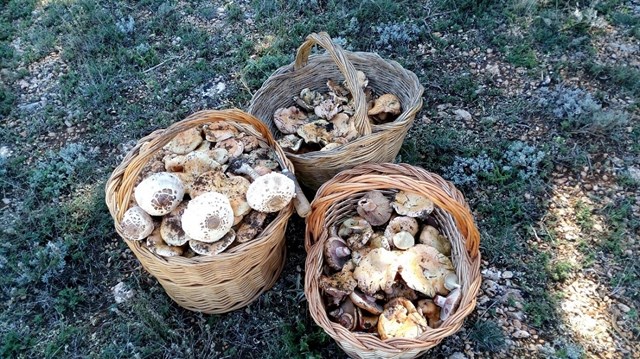 Castilla-La Mancha autoriza recolectar un máximo de 5 kilos de setas por persona al día
