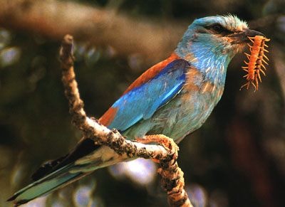 Migración de la carraca