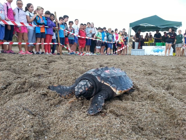Andalucía libera trece tortugas bobas en la playa de San Juan de Terreros