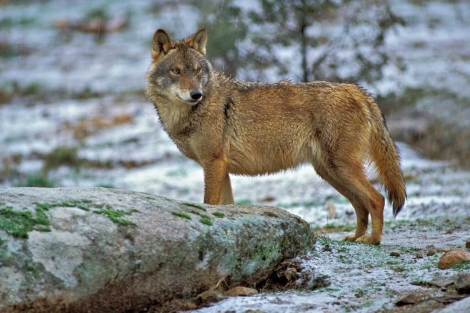Medio Ambiente quiere permitir la caza de lobos ibéricos al sur del Duero