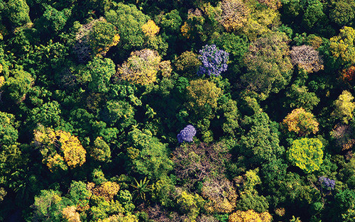 Por qué hay tanta biodiversidad en los bosques tropicales