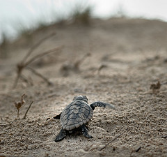 Liberan 80 ejemplares de tortuga boba en playas almerienses