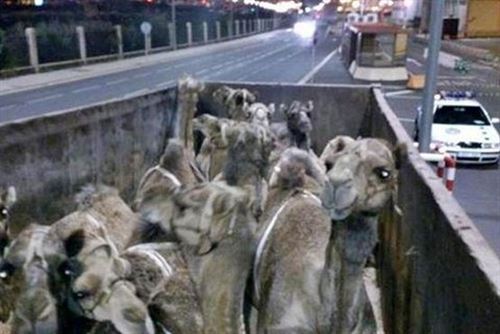 Criadores niegan el ‘evidente’ y ‘salvaje’ maltrato a los dromedarios