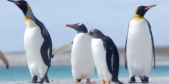 Chile. Pingüinos regresan a un área donde se extinguieron hace miles de años