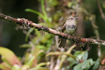 El canto ayuda a las aves a adaptarse al ruido urbano