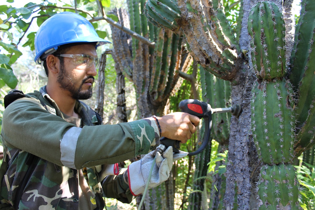 México. Rehabilitan Santuario de los Cactus en Baja California Sur