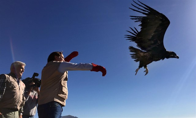 Liberan a dos buitres negros en Cercedilla