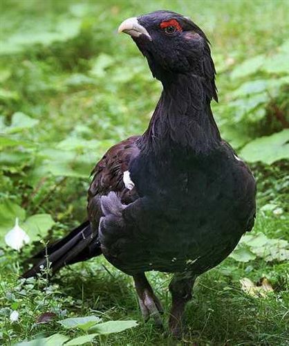 Soterran tendido eléctrico para proteger al urogallo