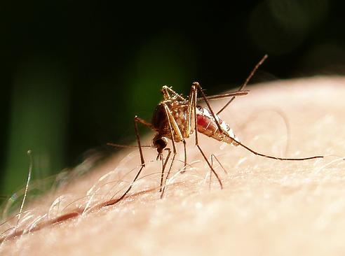 Especialistas destacan la prevención ciudadana como principal método de control del mosquito tigre