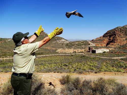 Liberados cuatro cernícalos y un búho real en el Parque Cabo de Gata-Níjar