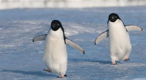 Crean un atlas de la biodiversidad en el Antártico con más de 9.000 especies