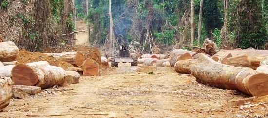 ¡Traficantes de madera tropical ilegal a la cárcel!