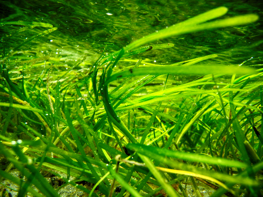 IHCantabria estudia las praderas de fanerógamas marinas del Cantábrico