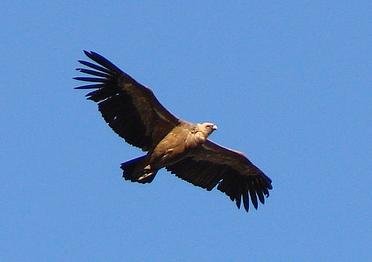Más de 30 buitres leonados partirán hoy desde Mallorca con destino a Bulgaria
