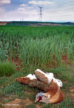 Tendidos eléctricos ‘asesinos’