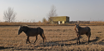 Introducidos dos caballos de la Camarga francesa en la Reserva Natural de Riet Vell