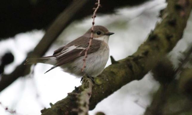Hasta 60 horas volando sin parar