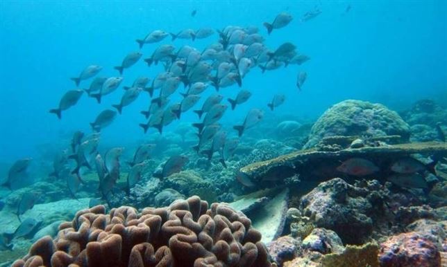 El cambio climático alterará en profundidad la biodiversidad marina