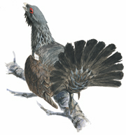 SEO/BirdLife continúa trabajando por la conservación del urogallo cantábrico en el marco del Programa Life+