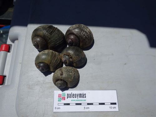 SEO/BirdLife busca voluntarios contra el caracol manzana en el Delta del Ebro