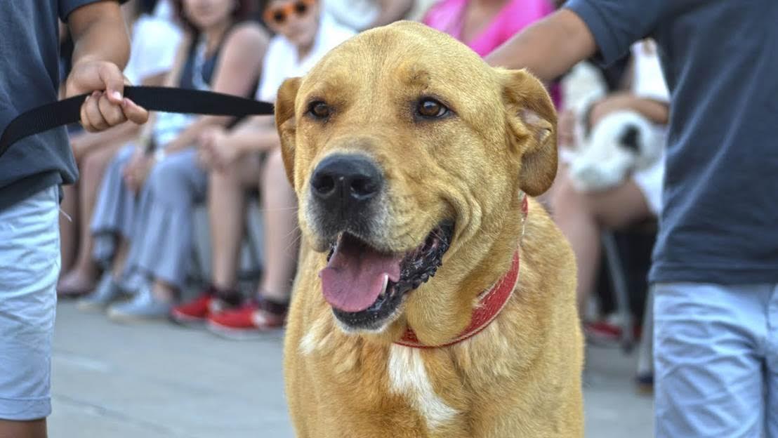 Los perros abandonados de Aupa/Bioparc volverán a desfilar en València el 3 de diciembre para buscar un hogar