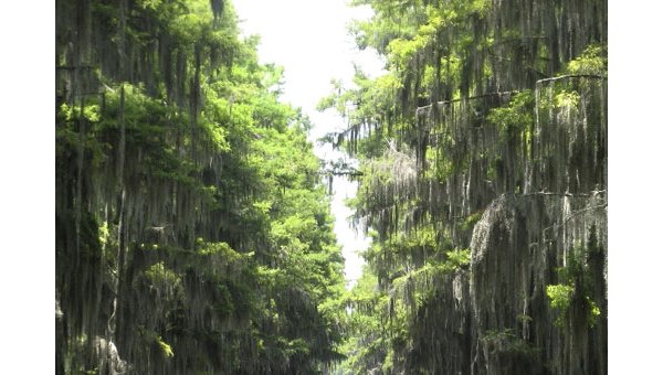 Panamá muestra la importancia de sus humedales