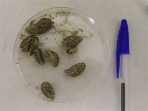 Achacan la expansión del mejillón cebra a barcas y peces reintroducidos
