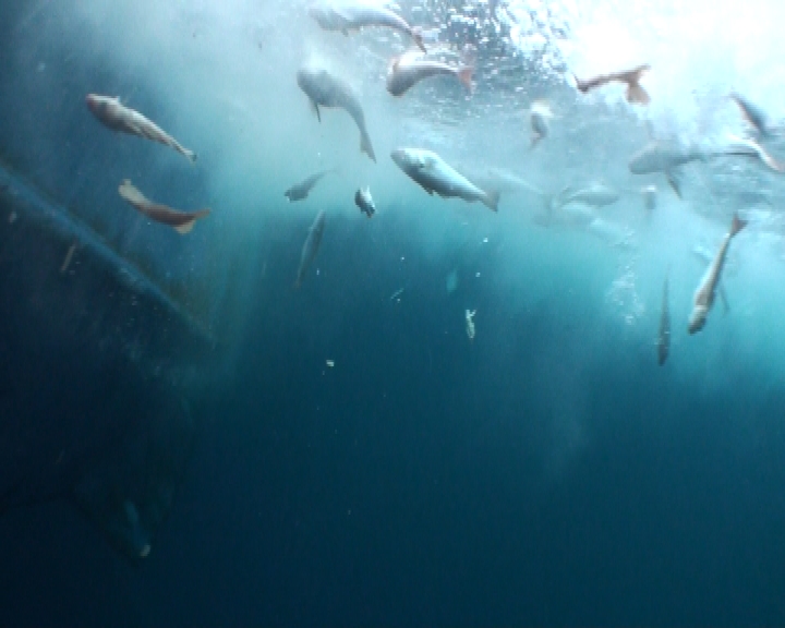 Salvados’ denuncia con Niunpezporlaborda.org el desperdicio sin sentido de pescado