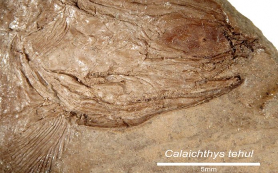 Argentina: Hallaron fósiles de un pez de más de 240 millones de años