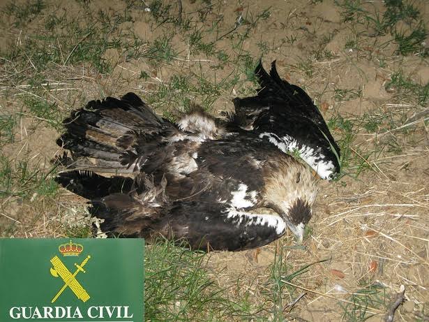 La ‘lacra’ del envenenamiento de la fauna protegida