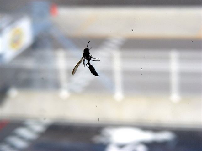 El veneno de la avispa Polybia paulista clave para combatir el cáncer