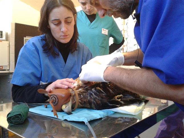 Veterinarios solicitan una rebaja del IVA del 21 al 10%