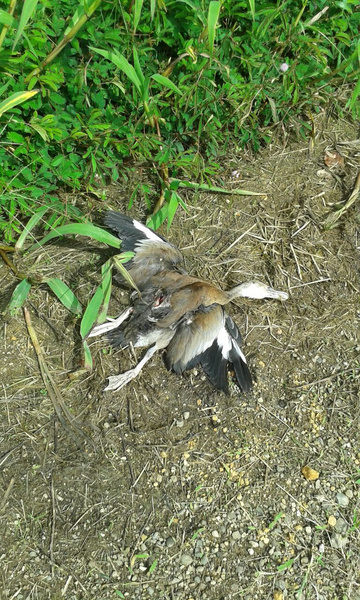 Descubren un dique ilegal y aves muertas en una zona protegida
