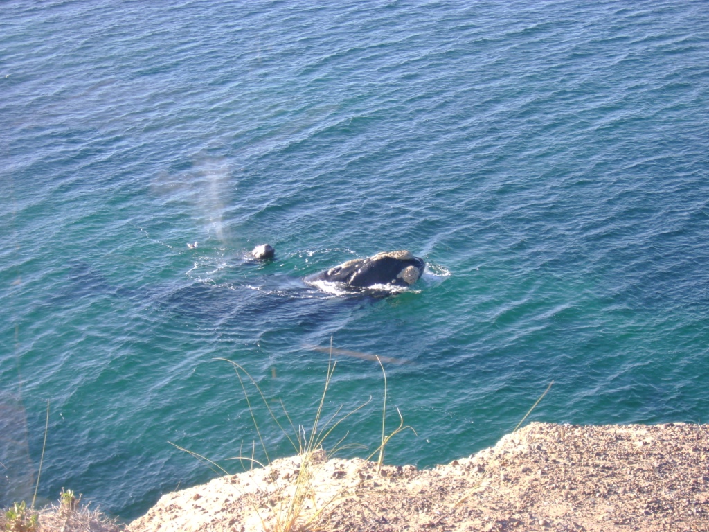 El Observatorio de Ballenas Punta Flecha abre la temporada 2011 con el lanzamiento de un programa educativo