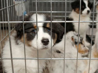 Nueva regulación en el comercio de mascotas