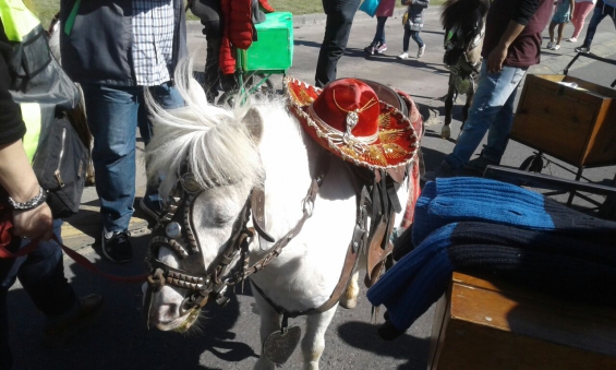 Argentina: La justicia porteña rescató a varios ponys y una llama en el Bajo Flores